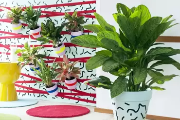 Woonplant van de maand oktober 2016: Aglaonema