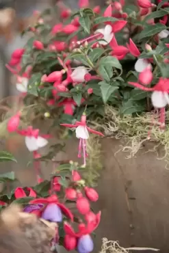 Bella Fuchsia, een dankbare plant?