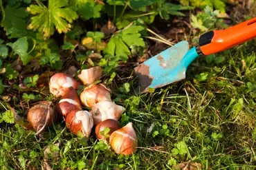 Bollen bestellen