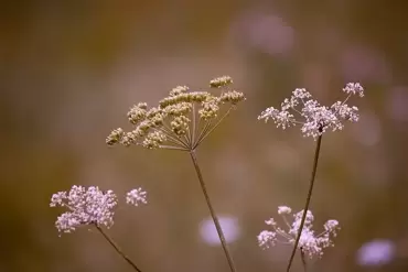 Fluitenkruid en andere fraaie schermbloemen