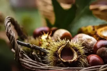 Plant eens een notenboom