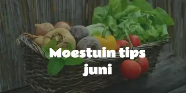 Tips voor Moestuinieren in Juni