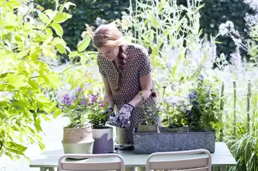 Tuinplant van de Maand juni: Zomerbloeiende vaste planten