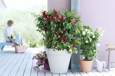 Tuinplant van de Maand mei: Mandevilla