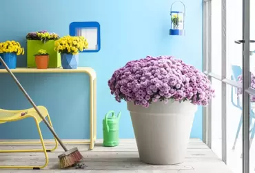 Tuinplant van de Maand september: Bolchrysant