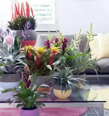 Woonplant van de maand maart: Bromelia