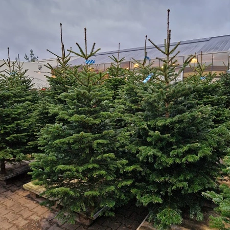 Abies nordmanniana 175-225cm gezaagd  