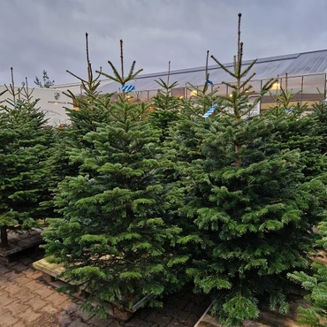 Abies nordmanniana 175-225cm gezaagd  