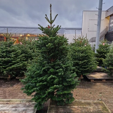 Abies nordmanniana 225-250cm gezaagd  