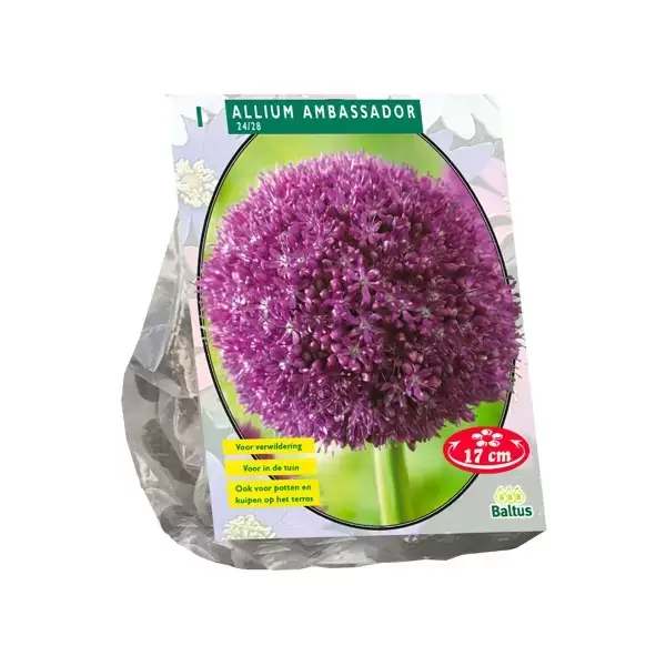 Allium Ambassador Per Bestellen Bijstox Het Tuincentrum Voor