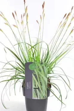 Carex oshimensis 'Everlime PBR' - Zegge - afbeelding 2