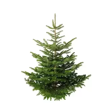 Kerstboom Abies Nordmanniana 125-150 cm gezaagd