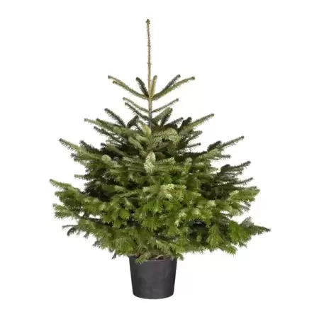 Kerstboom Abies nordmanniana 125-150 cm in pot