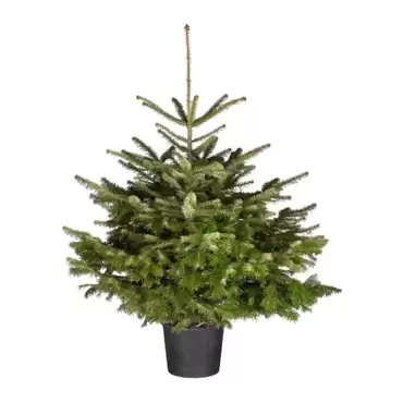 Kerstboom Abies nordmanniana 125-150 cm in pot