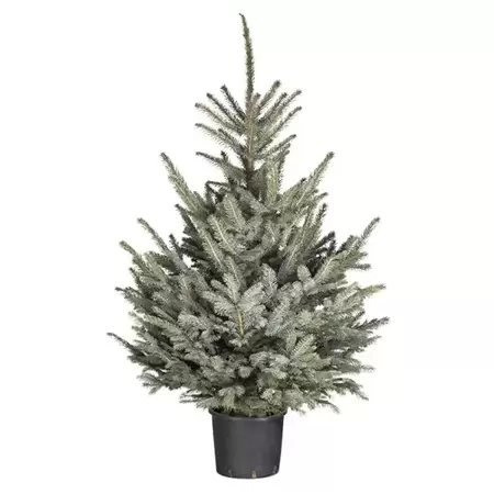 Kerstboom Picea pungens 'Glauca' 80-100 cm in pot