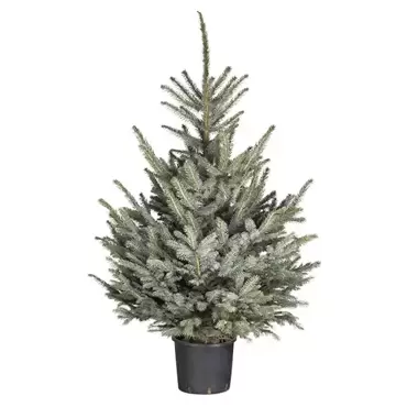 Kerstboom Picea pungens 'Glauca' 80-100 cm in pot