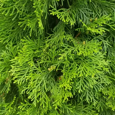 Westerse Levensboom Smaragd 140-160 cm kluit - afbeelding 1